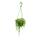Suspended pea on a ribbon with white-variegated leaves - Senecio rowleyanus variegata