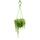 Suspended pea on a ribbon with white-variegated leaves - Senecio rowleyanus variegata