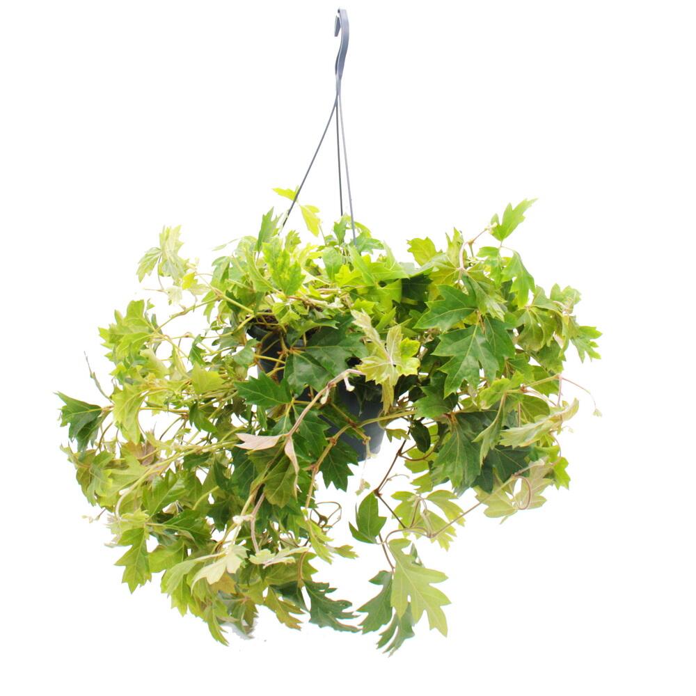 Zimmerpflanze zum Hngen - Knigswein - Cissus rhombifolia Ellen Dani