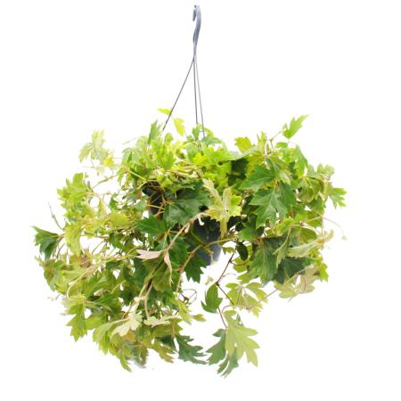 Zimmerpflanze zum Hängen - Königswein - Cissus rhombifolia Ellen Danica - 19cm Ampel-Topf zum Hängen