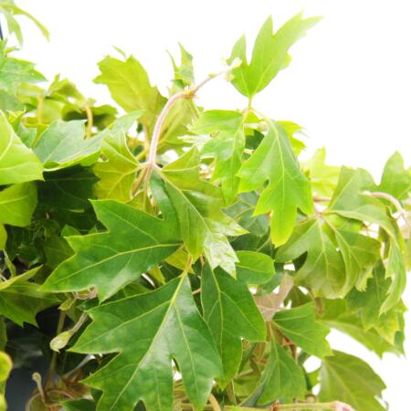 Zimmerpflanze zum Hngen - Knigswein - Cissus rhombifolia Ellen Dani