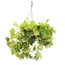 Indoor plant to hang - K&ouml;nigswein - Cissus...