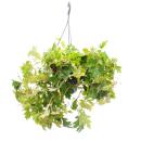 Indoor plant to hang - Königswein - Cissus...