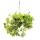 Indoor plant to hang - Königswein - Cissus rhombifolia Ellen Danica - 19cm hanging pot