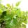 Zimmerpflanze zum Hängen - Königswein - Cissus rhombifolia Ellen Danica - 19cm Ampel-Topf zum Hängen