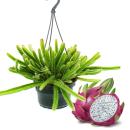 Zimmerpflanze zum Hängen - Hylocereus undatus - Drachenfrucht - Pitahaya - 14cm Ampel - Schlangenkaktus