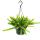 Indoor plant to hang - Hylocereus undatus - Dragon fruit - Pitahaya - 14cm traffic light - Snake cactus