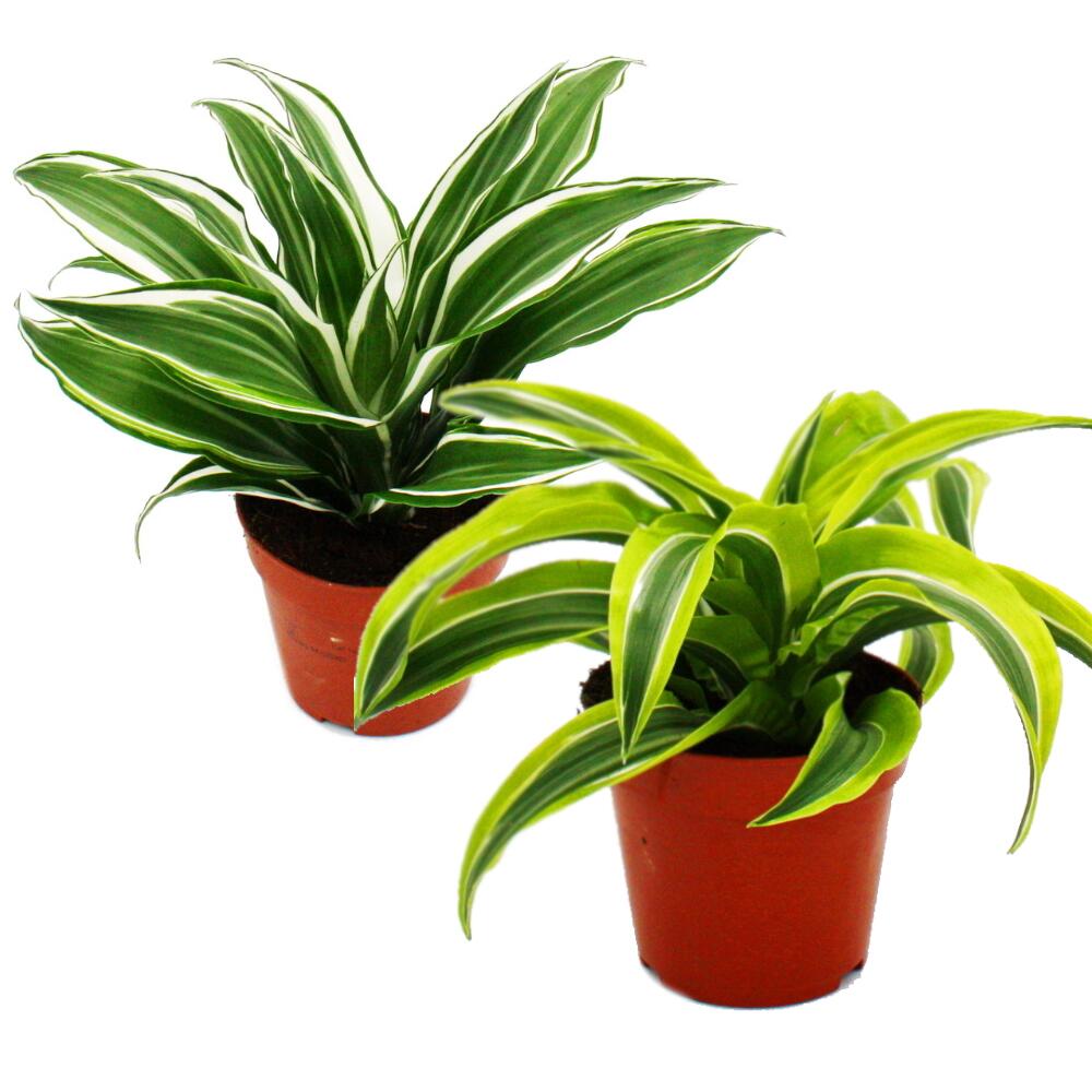 Drachenbaum - Dracaena deremensis fragrans - 12cm Topf