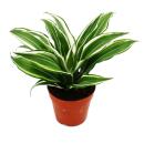 Dragonnier - Dracaena deremensis fragrans Bijou Blanc - Pot 12cm - Feuilles blanc-vert