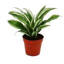 Dragonnier - Dracaena deremensis fragrans Bijou Blanc -...