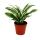 Dragonnier - Dracaena deremensis fragrans Bijou Blanc - Pot 12cm - Feuilles blanc-vert