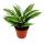 Dragonnier - Dracaena deremensis fragrans Bijou Blanc - Pot 12cm - Feuilles blanc-vert