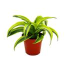 Dragon tree - Dracaena deremensis fragrans Lemon Lime -...