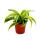 Dragonnier - Dracaena deremensis fragrans Lemon Lime - Pot 12cm - Feuilles jaune-vert