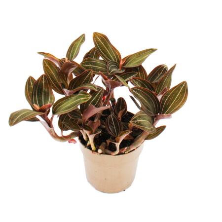 Jewel orchid - terrestrial orchid - Ludisia discolor - 12cm pot