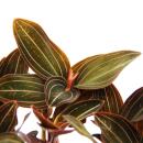 Jewel orchid - terrestrial orchid - Ludisia discolor -...