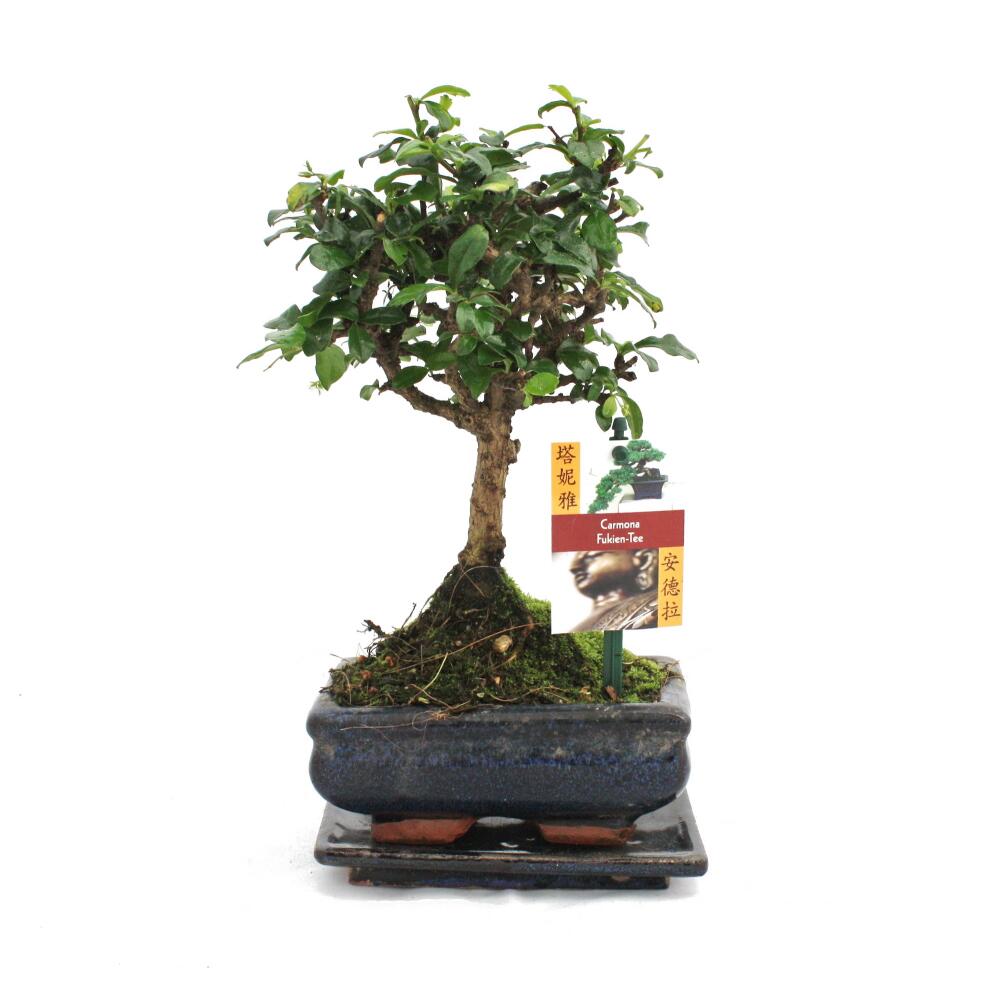 Exotenherz Bonsai Chinesische Ulme Ulmus parviflora Kugelform