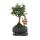 Bonsai Fukientee - Carmona microphylla - 6 years - spherical shape