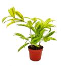Dragon tree - Dracaena surculosa Mike - 12cm - green with yellow spots