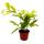Dragon tree - Dracaena surculosa Mike - 12cm - green with yellow spots