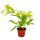 Dragon tree - Dracaena surculosa Mike - 12cm - green with yellow spots