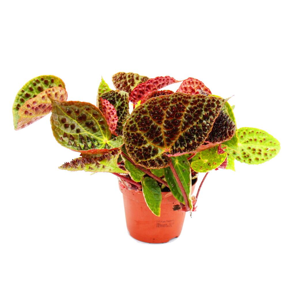 Wilde Begonie - Begonia ferox - spektakulre Blattpflanze - Raritt -