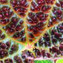 Wilde Begonie - Begonia ferox - spektakuläre Blattpflanze - Rarität - 12cm Topf