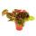 Wilde Begonie - Begonia ferox - spektakuläre Blattpflanze - Rarität - 12cm Topf