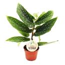 Angel wing begonia - Begonia Angel Wings - green leaves - mini plant in 5.5cm pot