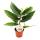 Angel wing begonia - Begonia Angel Wings - green leaves - mini plant in 5.5cm pot