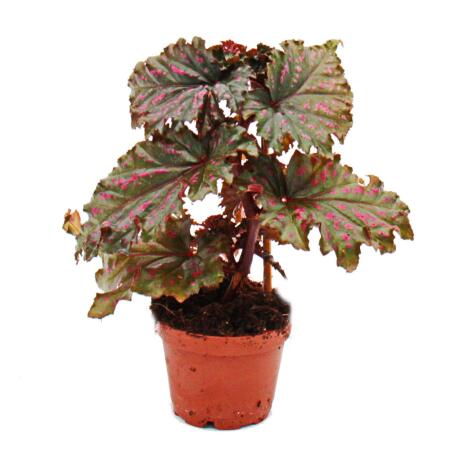 Angel wing begonia - Begonia Angel Wings - fringed red leaves - mini plant in 5.5cm pot