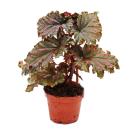 Engelsfl&uuml;gel-Begonie - Begonia Angel Wings - gefranste rote Bl&auml;tter - Mini-Pflanze im 5,5cm Topf