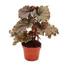 Engelsflügel-Begonie - Begonia Angel Wings -...