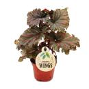 Engelsflügel-Begonie - Begonia Angel Wings -...