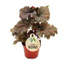 Engelsflügel-Begonie - Begonia Angel Wings - gefranste rote Blätter - Mini-Pflanze im 5,5cm Topf