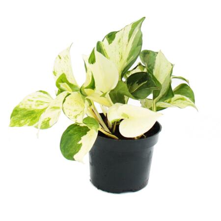 Efeutute panaché de blanc - Epipremnum Happy Leaf - Scindapsus - Pot 12cm - Plante grimpante dintérieur