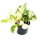 White-variegated Efeutute - Epipremnum Happy Leaf - Scindapsus - 12cm pot - climbing houseplant