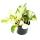 Wei&szlig;-bunte Efeutute - Epipremnum Happy Leaf - Scindapsus - 12cm Topf - rankende Zimmerpflanze
