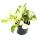 White-variegated Efeutute - Epipremnum Happy Leaf - Scindapsus - 12cm pot - climbing houseplant