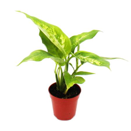 Mini-Pflanze - Dieffenbachia - Dieffenbachie - Ideal f&uuml;r kleine Schalen und Gl&auml;ser - Baby-Plant im 5,5cm Topf