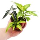 Mini-Plant - Dieffenbachia - Dieffenbachia - Ideal for small bowls and glasses - Baby-Plant in a 5.5cm pot