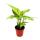 Mini-Pflanze Dieffenbachia Dieffenbachie Ideal für kleine Schalen und Gläser Baby-Plant im 5,5cm Topf