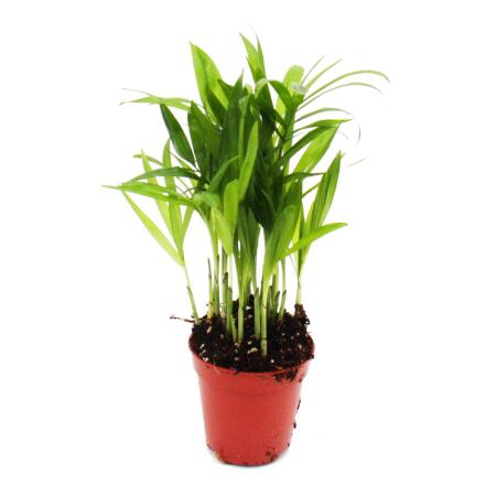 Mini-plante - Chamaedorea elegans - Palmier de montagne - Idéal pour les petits bols et verres - Petite plante en pot de 5,5 cm