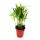 Mini-Plant - Chamaedorea elegans - Mountain Palm - Ideal for small bowls and glasses - Baby Plant in 5.5cm pot