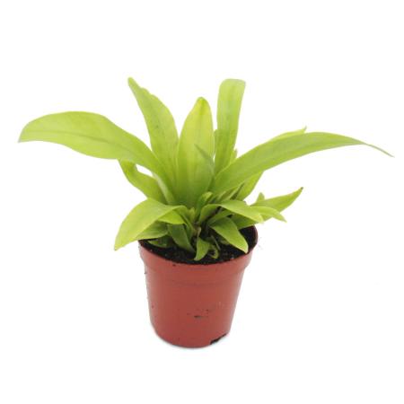 Mini-Pflanze - Asplenium antiquum - Nestfarn - Ideal f&uuml;r kleine Schalen und Gl&auml;ser - Baby-Plant im 5,5cm Topf
