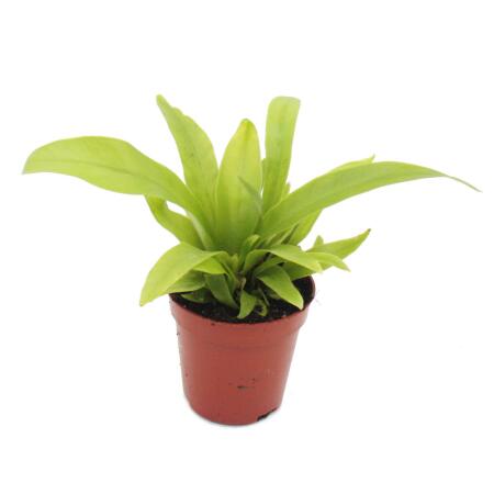 Mini plante - Asplenium antiquum - Nid de fougère - Idéal pour petits bols et verres - Petite plante en pot de 5,5 cm