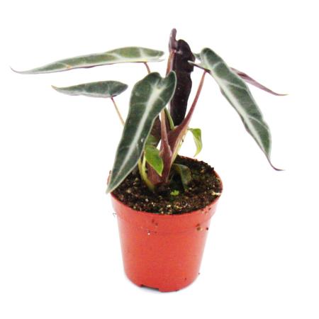 Mini-Pflanze - Alocasia - Pfeilblatt - Ideal f&uuml;r kleine Schalen und Gl&auml;ser - Baby-Plant im 5,5cm Topf