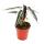 Mini-Plant - Alocasia - Arrow Leaf - Ideal for small bowls and glasses - Baby-Plant in a 5.5cm pot