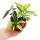 Mini-Pflanze - Alocasia - Pfeilblatt - Ideal f&uuml;r kleine Schalen und Gl&auml;ser - Baby-Plant im 5,5cm Topf