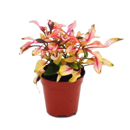 Mini-Pflanze - Alternanthera dentata - Josefsmantel - Papageienblatt - Ideal für kleine Schalen und Gläser - Baby-Plant im 5,5cm Topf